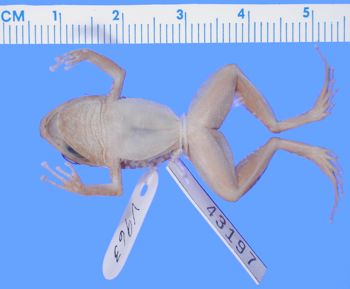 Media type: image; Herpetology A-43197